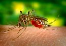 Mosquito-borne diseases  threaten World